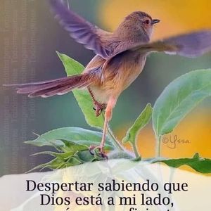 Meet your Posher, Rosalinda